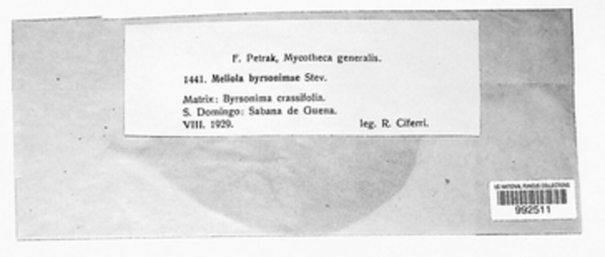 Meliola byrsonimae image